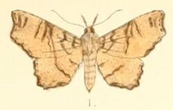 Pl.6-01-Cultripalpa partita Guenée, 1852 (syn.C. trifasciata).JPG