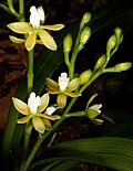 Prosthechea ochracea Orchi 004.jpg