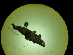 Pyrenophora seminiperda on cheatgrass 2.5X (1).png