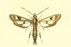 Pyropteron umbrifera.JPG