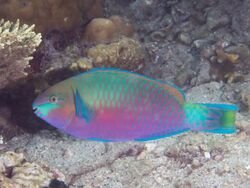 Quoy's parrotfish (Scarus quoyi) (26887272167).jpg