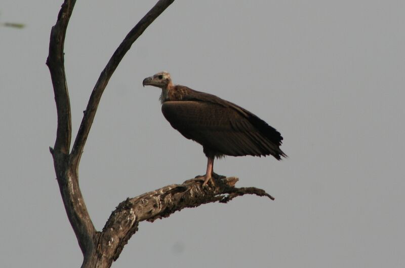 File:Red-headed Vulture (Sarcogyps calvus), immature, Bharatpur, India (254).jpg