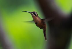 Reddish Hermit.JPG