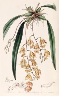 Rodriguezia sticta (as Burlingtonia maculata) - Edwards vol 25 (NS 2) pl 44 (1839).jpg