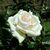 Rosa Princess of Wales 2019-06-05 6902.jpg