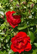 Rosarium Baden Rosa 'Kronjuwel' Noack 1997 02.jpg