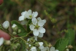 Rubus floribundus.jpg