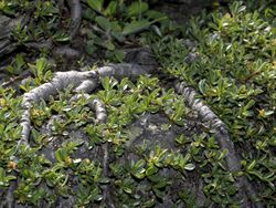 Salicaceae - Salix serpyllifolia.jpg