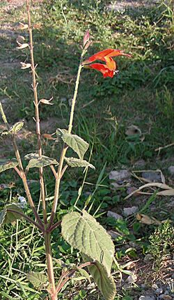 Salvia oppositiflora (8635849029).jpg