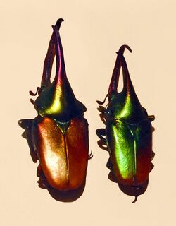 Scarabaeidae - Theodosia viridiaurata.JPG