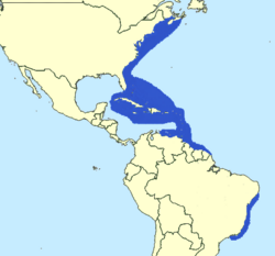 Scomberomorus regalis range.png