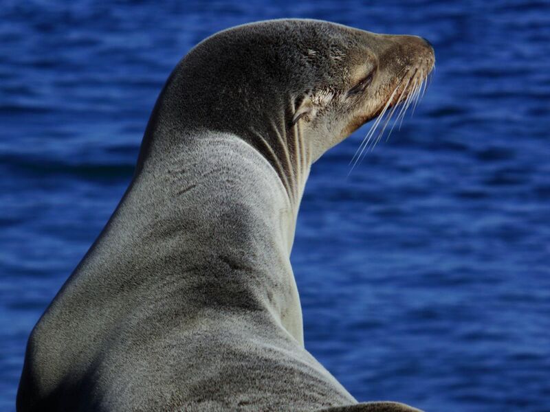 File:Sea lion head by the ocean.jpg