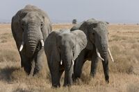 Serengeti Elefantenherde2.jpg
