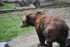 Sitka brown bear.jpg