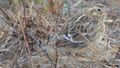 Smith's Longspur - first winter bird (8160073644).jpg