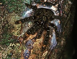 Tarantula (Stromatopelma sp. ?)(Theraphosidae) (7839040006).jpg