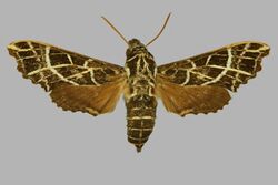 Temnora mirabilis, female, upperside. Kenya, Hoeysbridge (5 mile radius).jpg