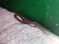 Thamnophis-radix.JPG