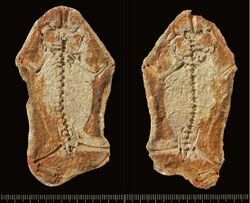 Triadobatrachus fossil slabs.jpg