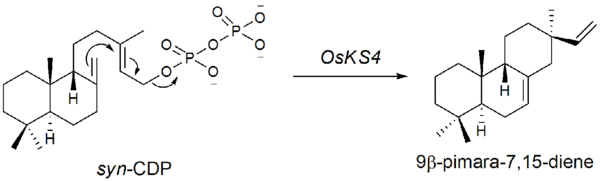 syn-CDP cyclization to 9β-pimara-7,15-diene