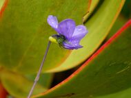 Flower of Viola decumbens