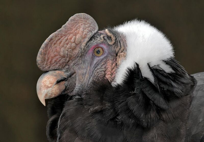 File:Vultur gryphus head (Linnaeus, 1758).jpg