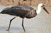 black stork with white neck