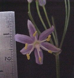 Pale purple flower and umbel of Xochiquetzallia hannibalii with ruler for scale