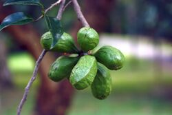 Xylopia nigricans (fruit).JPG