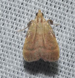 - 5571 – Condylolomia participalis – Drab Condylolomia Moth (18931093630).jpg