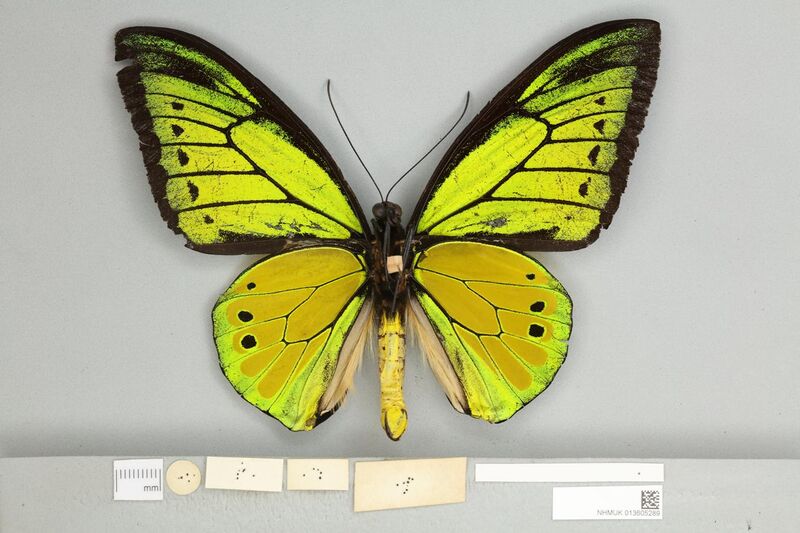 File:013605289 Ornithoptera goliath goliath ventral male Neallotype.jpg