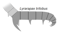 20191221 Radiodonta frontal appendage Lyrarapax trilobus.png