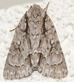 Acronicta lobeliae SERC 08-03-16 (28750251471).jpg