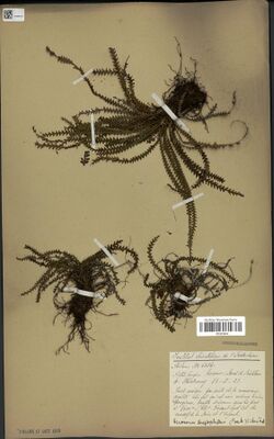Acrosorus streptophyllus (Baker) Copel.(MNHN P01572414).jpg