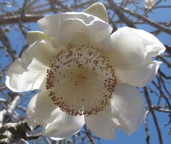 Adansonia digitata (1).jpg