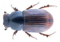 Agrilinus ibericus (Harold, 1874).jpg