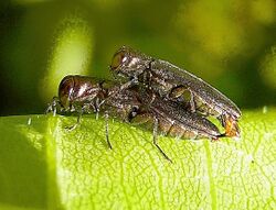 Agrilus derasofasciatus couple.jpg