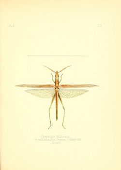 Aid to the identification of insects (Plate 23) (6025818427).jpg