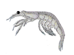 Alamang shrimp from Banate Bay, sketch.gif