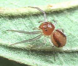 Alcimochthes.limbatus.female.-.tanikawa.jpg