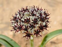 Allium rothii 1.jpg