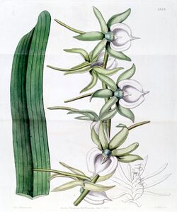 Angraecum eburneum - Edwards vol 18 pl 1522 (1832).jpg