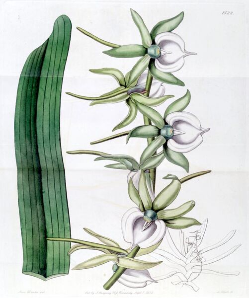 File:Angraecum eburneum - Edwards vol 18 pl 1522 (1832).jpg