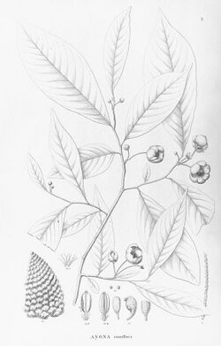 Annona tenuiflora.jpg