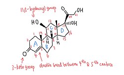 Annotated chemical structure of hydrocortisone.jpg
