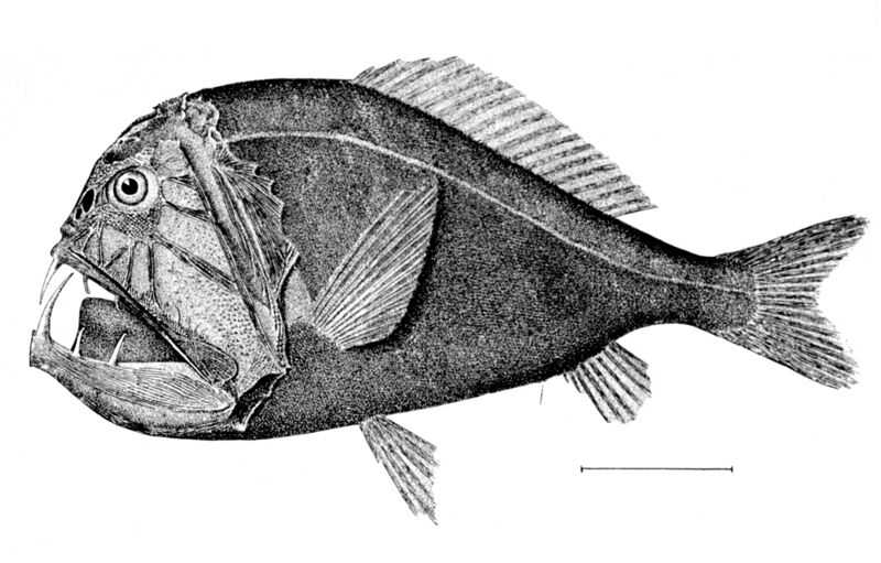 File:Anoplogaster cornuta 2.jpg