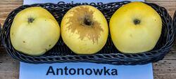 Antonowka jm55130.jpg