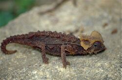 Antsingy Leaf Chameleon (Brookesia perarmata) (captive specimen) (9671447065).jpg