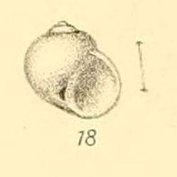 Appendix to Marine shells of South Africa Plate VI Fig 18.png