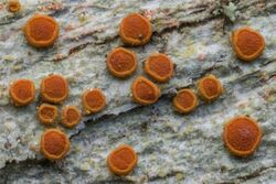A group of orange, disc-shaped lichen on a grey stone surface.